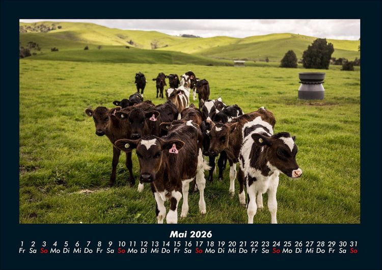Produktbild: Kuhkalender 2026 Fotokalender DIN A4