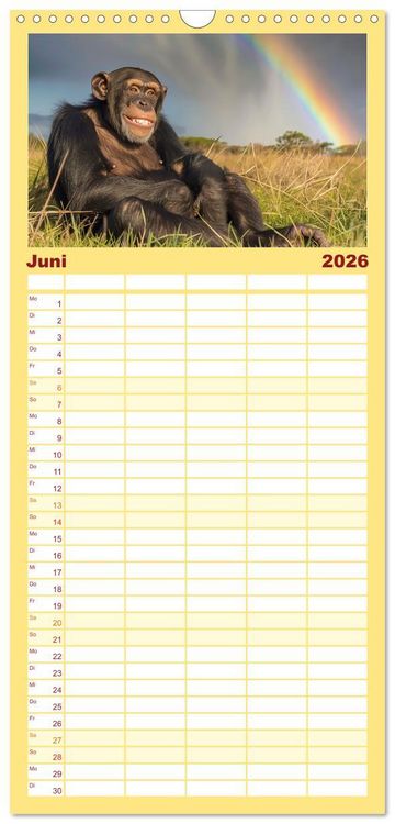 Produktbild: Familienplaner 2026 - Schimpansen - Ein Jahr mit Menschenaffen. mit 5 Spalten (Wandkalender, 21 x 45 cm) CALVENDO