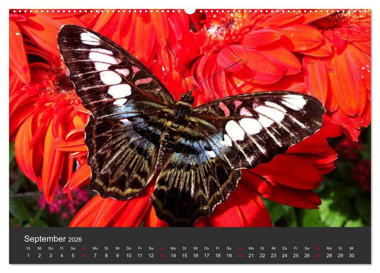 Produktbild: Schmetterlinge (hochwertiger Premium Wandkalender 2026 DIN A2 quer), Kunstdruck in Hochglanz