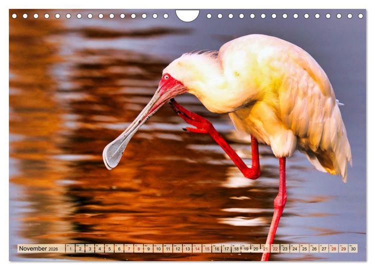 Produktbild: Afrikas Vogelwelt 2026 (Wandkalender 2026 DIN A4 quer), CALVENDO Monatskalender