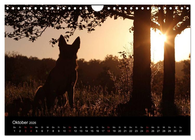 Produktbild: Mit dem Deutschen Sch&auml;ferhund durch's Jahr (Wandkalender 2026 DIN A4 quer), CALVENDO Monatskalender