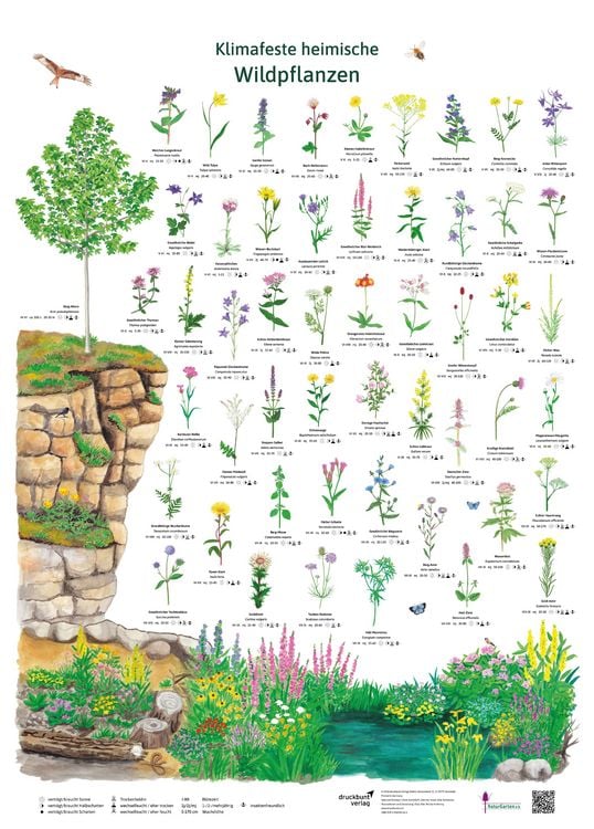 Produktbild: Klimafeste heimische Wildpflanzen