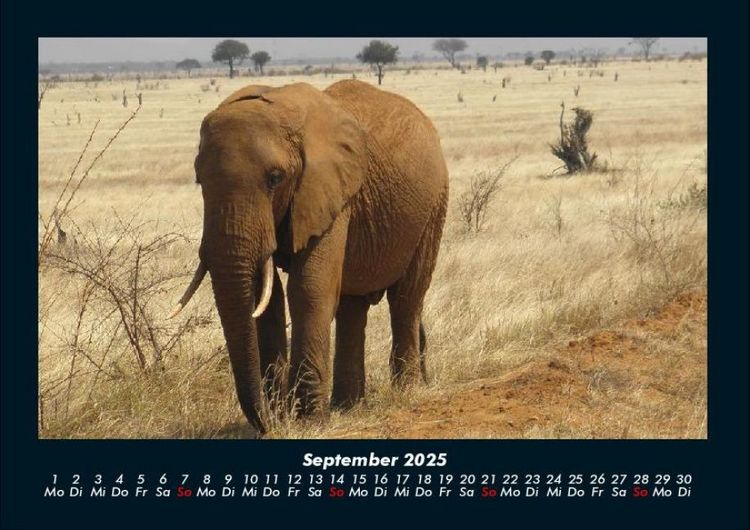 Produktbild: Elefanten 2025 Fotokalender DIN A4