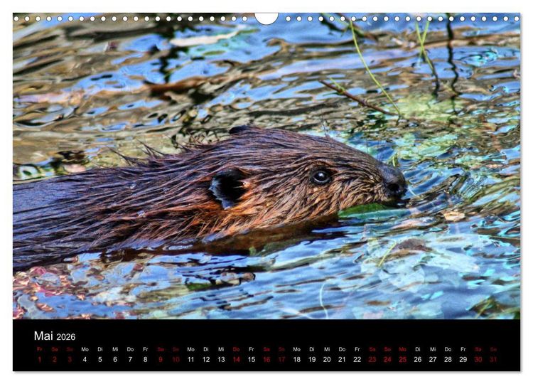 Produktbild: Das Leben der Biber (Wandkalender 2026 DIN A3 quer), CALVENDO Monatskalender