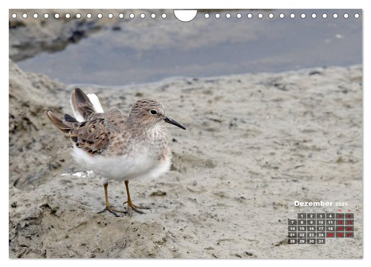Produktbild: Limikolen - Watv&ouml;gel Europas (Wandkalender 2026 DIN A4 quer), CALVENDO Monatskalender