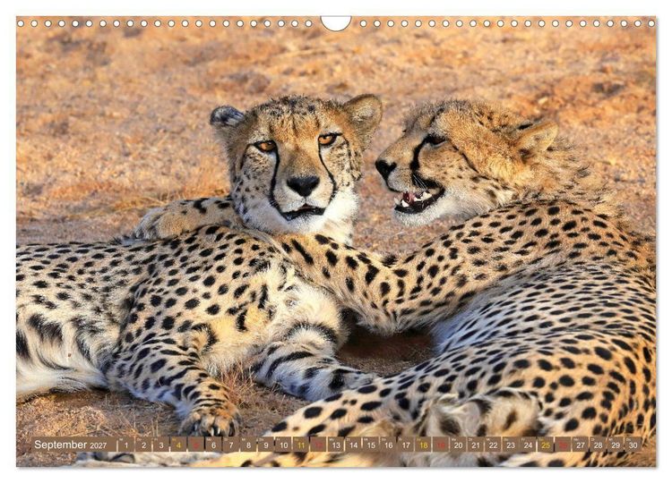 Produktbild: Katzen Afrikas (Wandkalender 2027 DIN A3 quer), CALVENDO Monatskalender
