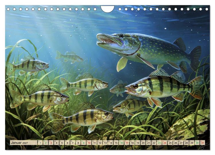 Produktbild: Barsche im See (Wandkalender 2027 DIN A4 quer), CALVENDO Monatskalender