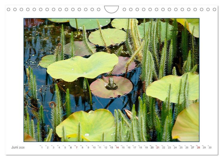 Produktbild: Sanfte Natur (Wandkalender 2026 DIN A4 quer), CALVENDO Monatskalender