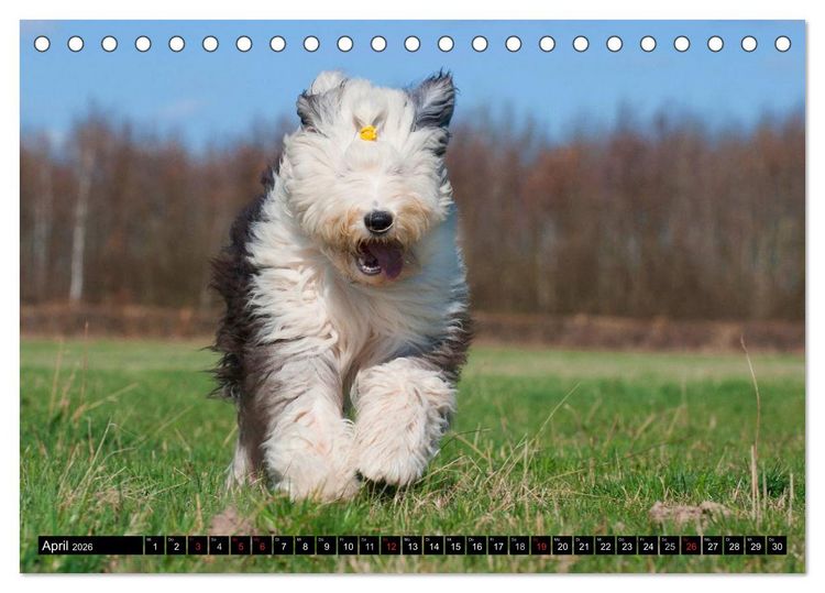 Produktbild: Traumhund Bobtail (Tischkalender 2026 DIN A5 quer), CALVENDO Monatskalender
