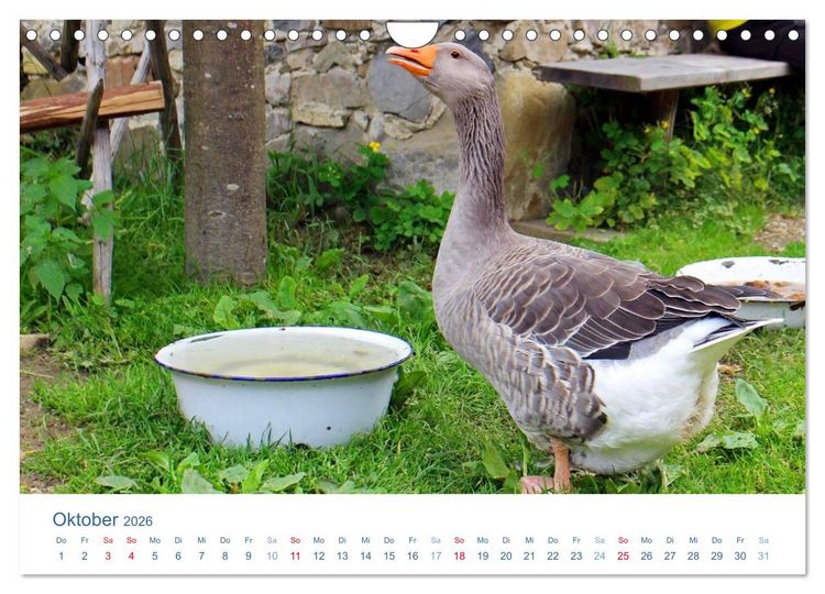 Produktbild: Tierisches Leben auf dem Bauernhof 2026 (Wandkalender 2026 DIN A4 quer), CALVENDO Monatskalender