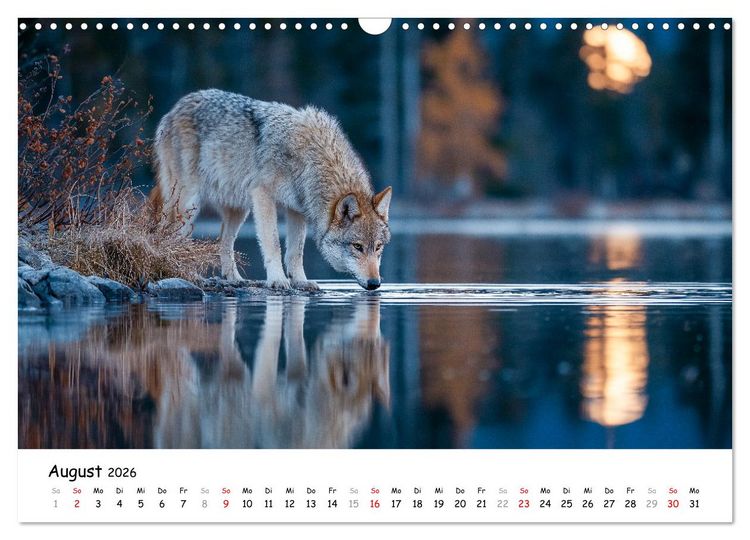 Produktbild: W&ouml;lfe im Mondlicht - Ruf der Wildnis (Wandkalender 2026 DIN A3 quer), CALVENDO Monatskalender