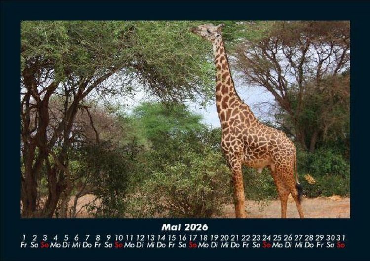 Produktbild: Giraffen 2026 Fotokalender DIN A5