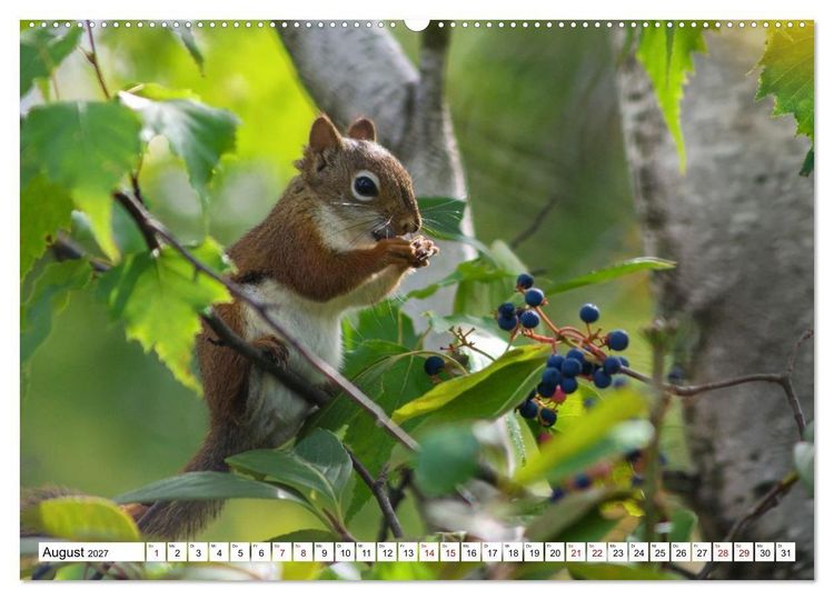 Produktbild: Eichh&ouml;rnchen - Kleine Tiere mit gro&szlig;em Charakter (hochwertiger Premium Wandkalender 2027 DIN A2 quer), Kunstdruck in Hochglanz