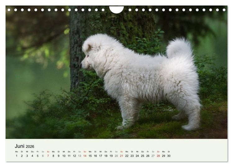 Produktbild: Kleine Samojeden - Eisb&auml;rchen Abenteuer im M&auml;rchenwald (Wandkalender 2026 DIN A4 quer), CALVENDO Monatskalender