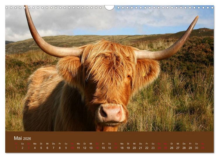 Produktbild: Schottische Hochlandrinder - Highland Cattle (Wandkalender 2026 DIN A3 quer), CALVENDO Monatskalender
