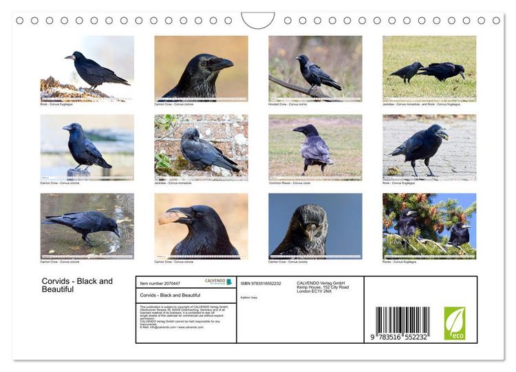 Produktbild: Corvids - Black and Beautiful (Wall Calendar 2026 DIN A4 landscape), CALVENDO 12 Month Wall Calendar