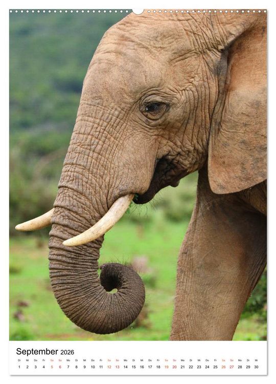Produktbild: S&Uuml;DAFRIKA Wild-Tiere im Addo Elephant Park (Wandkalender 2026 DIN A2 hoch), CALVENDO Monatskalender