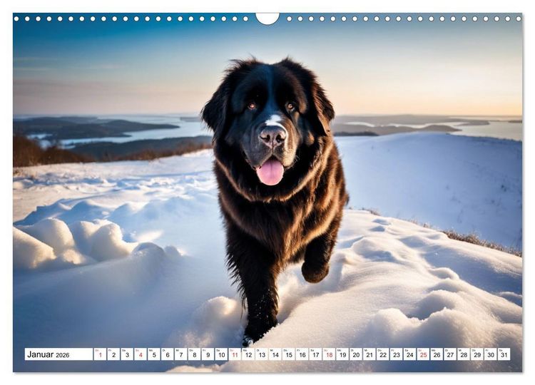 Produktbild: Neufundl&auml;nder - Liebenswerte B&auml;ren (Wandkalender 2026 DIN A3 quer), CALVENDO Monatskalender