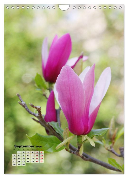 Produktbild: Magnolien Ein Fr&uuml;hlingstraum (Wandkalender 2026 DIN A4 hoch), CALVENDO Monatskalender