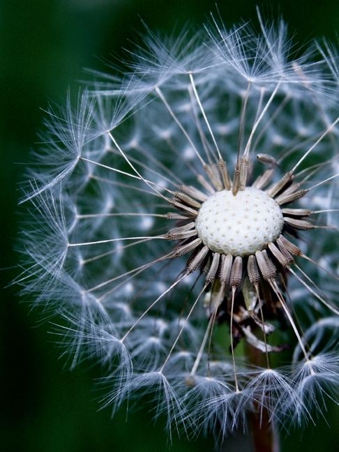 Produktbild: Pusteblume (Puzzle)