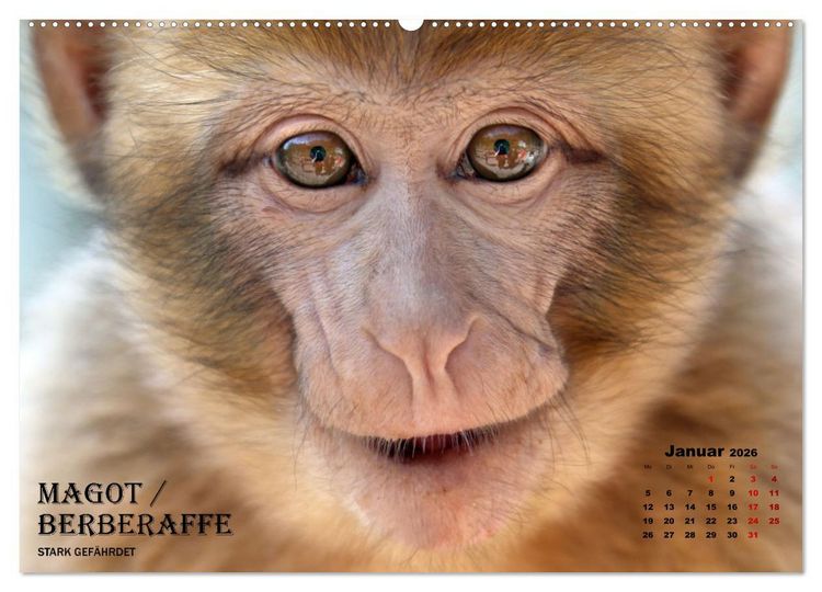Produktbild: AFFENPORTR&Auml;TS (hochwertiger Premium Wandkalender 2026 DIN A2 quer), Kunstdruck in Hochglanz