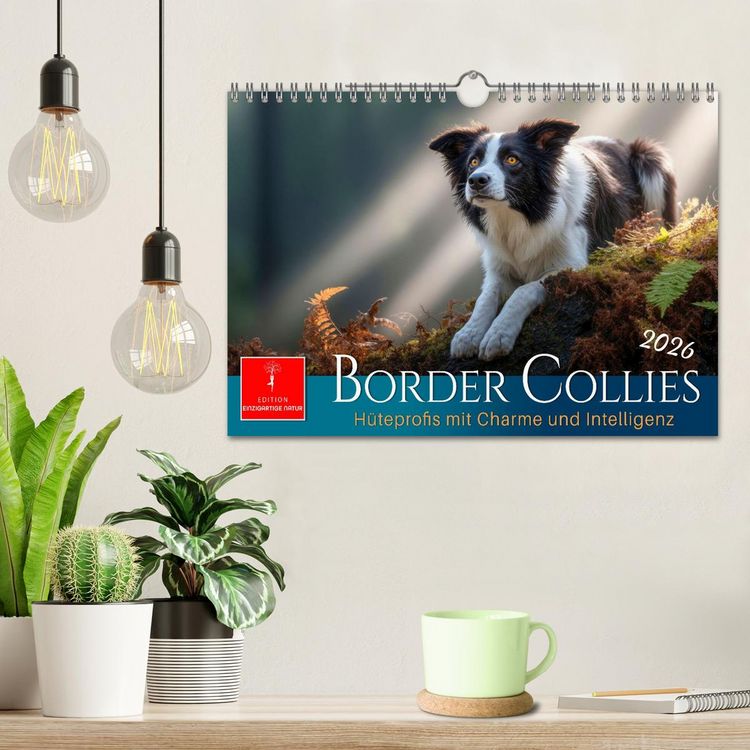Produktbild: Border Collies H&uuml;teprofis (Wandkalender 2026 DIN A4 quer), CALVENDO Monatskalender