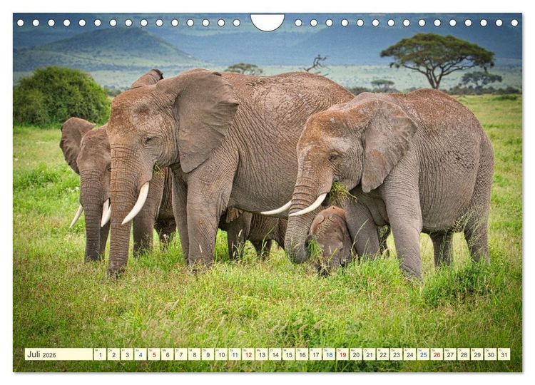 Produktbild: Die Riesen der Savanne (Wandkalender 2026 DIN A4 quer), CALVENDO Monatskalender