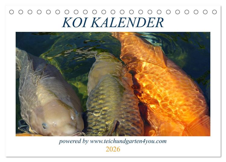 Produktbild: Koikichi Kalender 2026 (Tischkalender 2026 DIN A5 quer), CALVENDO Monatskalender