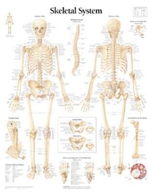 Produktbild: Skeletal System Chart
