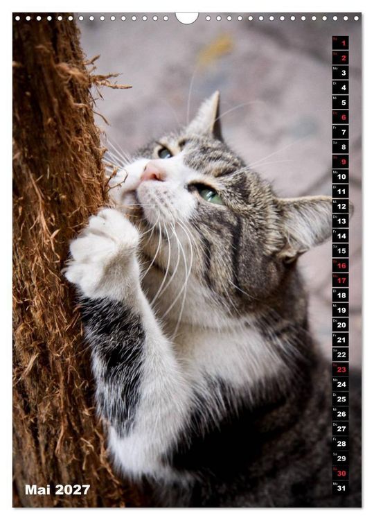 Produktbild: Istanbuls Katzen (Wandkalender 2027 DIN A3 hoch), CALVENDO Monatskalender