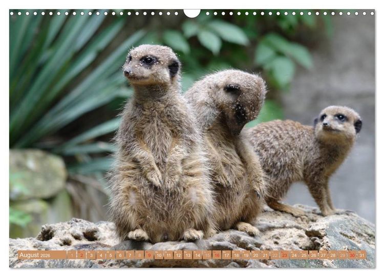 Produktbild: Erdm&auml;nnchen Familienbande (Wandkalender 2026 DIN A3 quer), CALVENDO Monatskalender