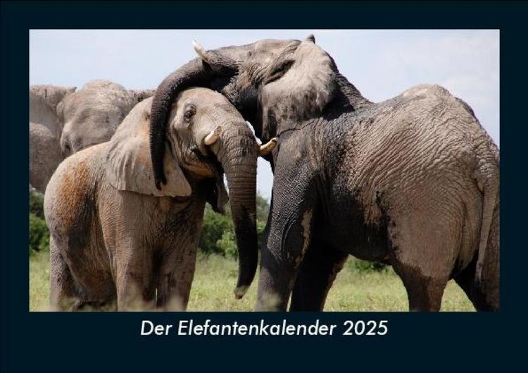 Produktbild: Der Elefantenkalender 2025 Fotokalender DIN A5
