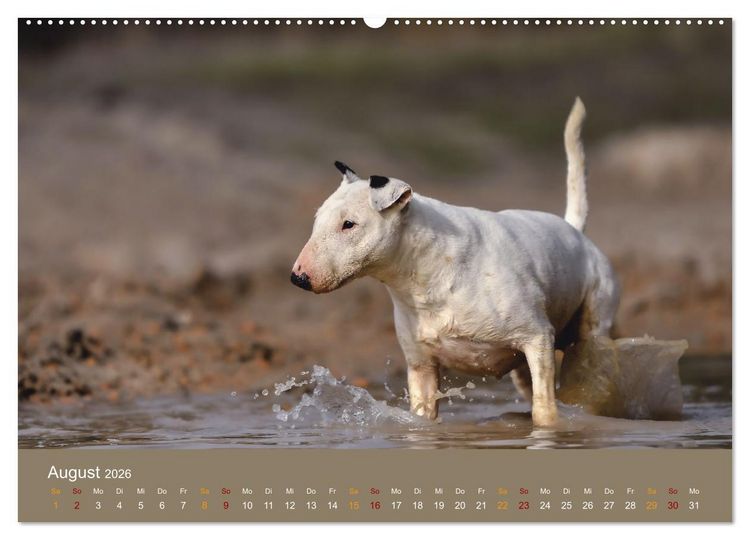 Produktbild: Bullterrier, liebenswerte Sturk&ouml;pfe (hochwertiger Premium Wandkalender 2026 DIN A2 quer), Kunstdruck in Hochglanz
