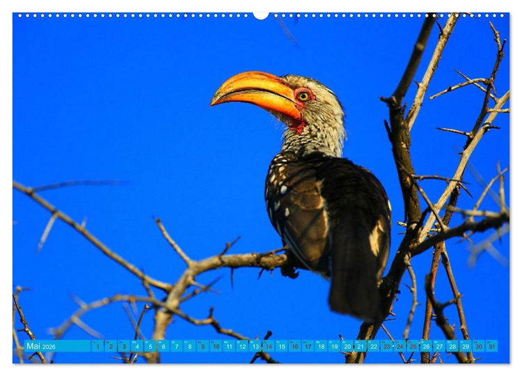 Produktbild: Botswana- Pirschfahrt mit Garantie auf Wildlife (hochwertiger Premium Wandkalender 2026 DIN A2 quer), Kunstdruck in Hochglanz