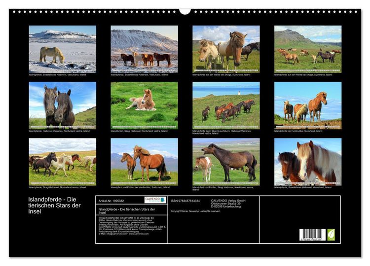 Produktbild: Islandpferde - Die tierischen Stars der Insel (Wandkalender 2026 DIN A2 quer), CALVENDO Monatskalender