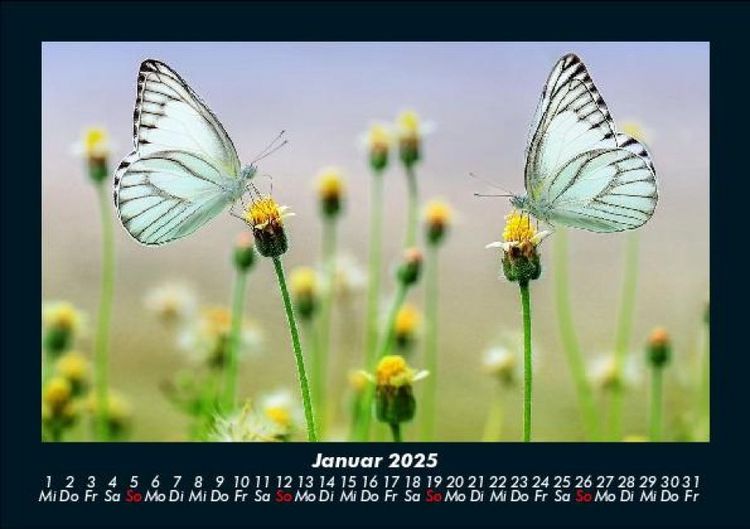 Produktbild: Natur 2025 Fotokalender DIN A5