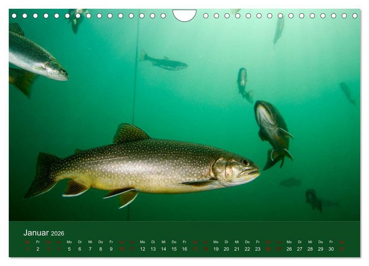Produktbild: Faszination S&uuml;sswasser (Wandkalender 2026 DIN A4 quer), CALVENDO Monatskalender