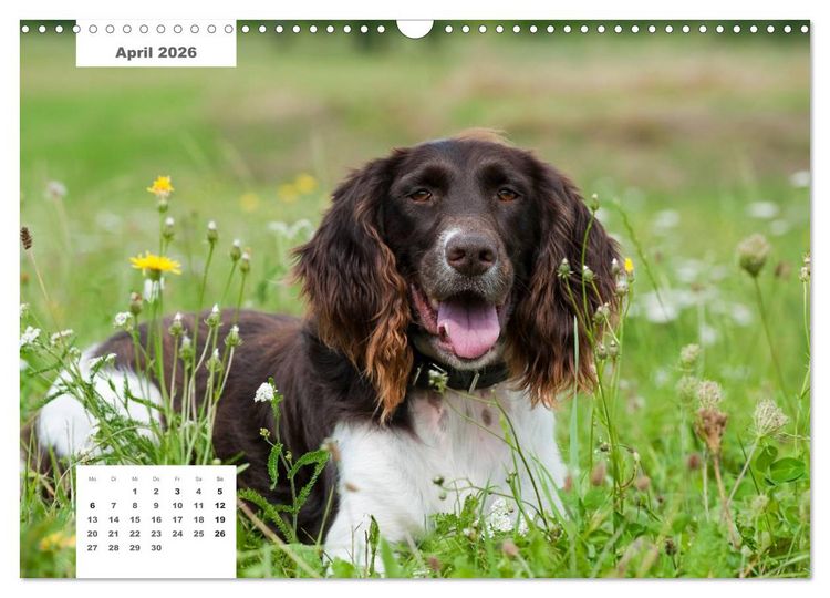 Produktbild: Rassehunde (Wandkalender 2026 DIN A3 quer), CALVENDO Monatskalender
