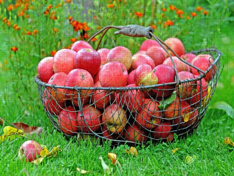 Produktbild: CALVENDO Puzzle &Auml;pfel im Korb | 1000 Teile Lege-Gr&ouml;&szlig;e 64x48cm Foto-Puzzle f&uuml;r gl&uuml;ckliche Stunden