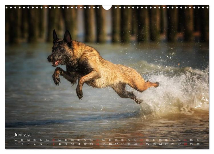 Produktbild: Malinois lieben Wasser (Wandkalender 2026 DIN A3 quer), CALVENDO Monatskalender