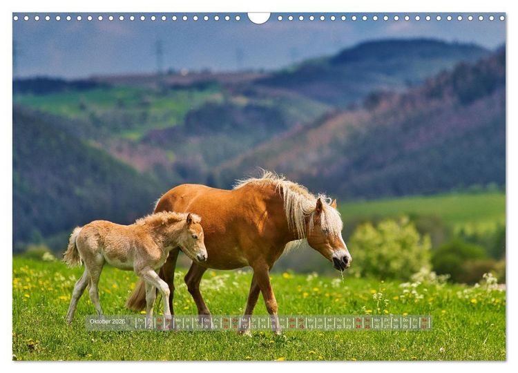 Produktbild: Haflinger Pferde in Th&uuml;ringen (Wandkalender 2026 DIN A3 quer), CALVENDO Monatskalender