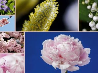 Produktbild: CALVENDO Puzzle Ein Motiv aus dem Kalender Florales zu jeder Jahreszeit | 1000 Teile Lege-Gr&ouml;&szlig;e 64x48cm Foto-Puzzle f&uuml;r gl&uuml;ckliche Stunden