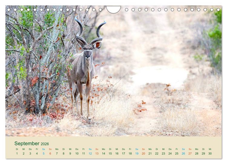 Produktbild: Antilopen, sch&ouml;n und schnell (Wandkalender 2026 DIN A4 quer), CALVENDO Monatskalender