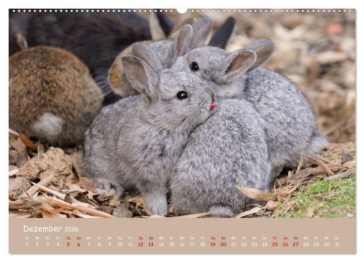 Produktbild: Flauschige Fellkn&auml;uel (Wandkalender 2026 DIN A2 quer), CALVENDO Monatskalender