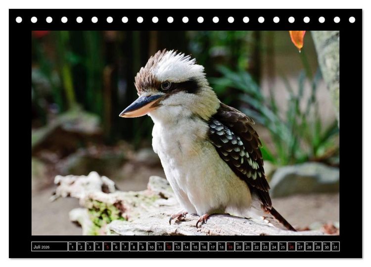 Produktbild: Australia Wildlife (Tischkalender 2026 DIN A5 quer), CALVENDO Monatskalender