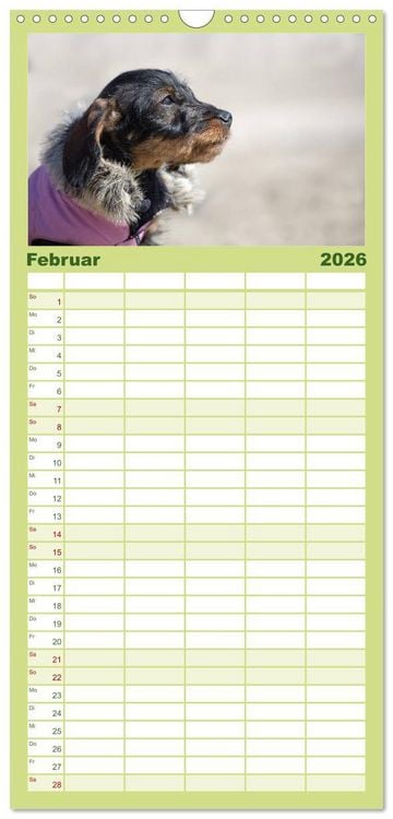 Produktbild: Familienplaner 2026 - DACKEL DACHSHUND TECKEL 2026 mit 5 Spalten (Wandkalender, 21 x 45 cm) CALVENDO