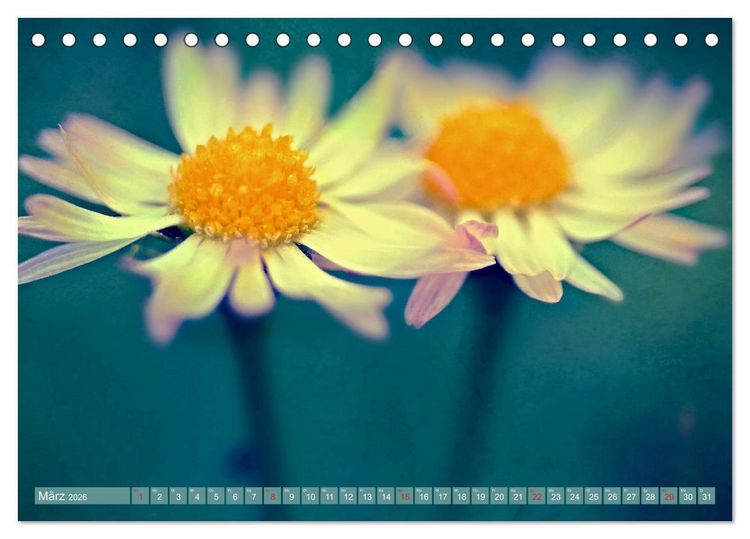 Produktbild: G&auml;nsebl&uuml;mchen Poesie (Tischkalender 2026 DIN A5 quer), CALVENDO Monatskalender