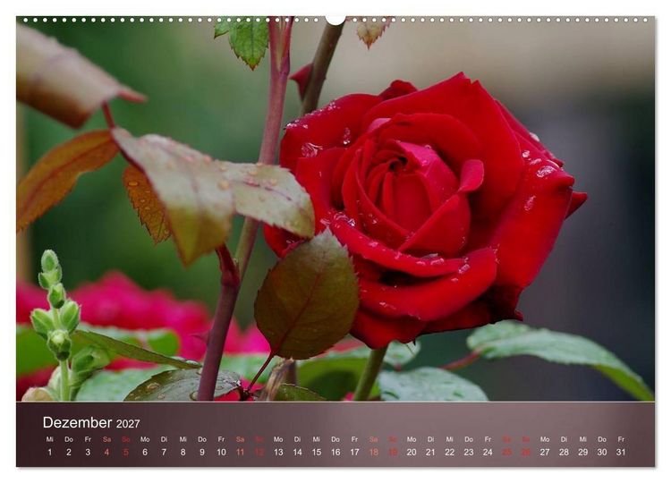 Produktbild: Zarte Sch&ouml;nheiten - Rosen (Wandkalender 2027 DIN A2 quer), CALVENDO Monatskalender