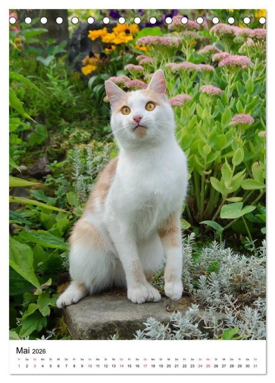 Produktbild: COUNTRY CATS (Tischkalender 2026 DIN A5 hoch), CALVENDO Monatskalender