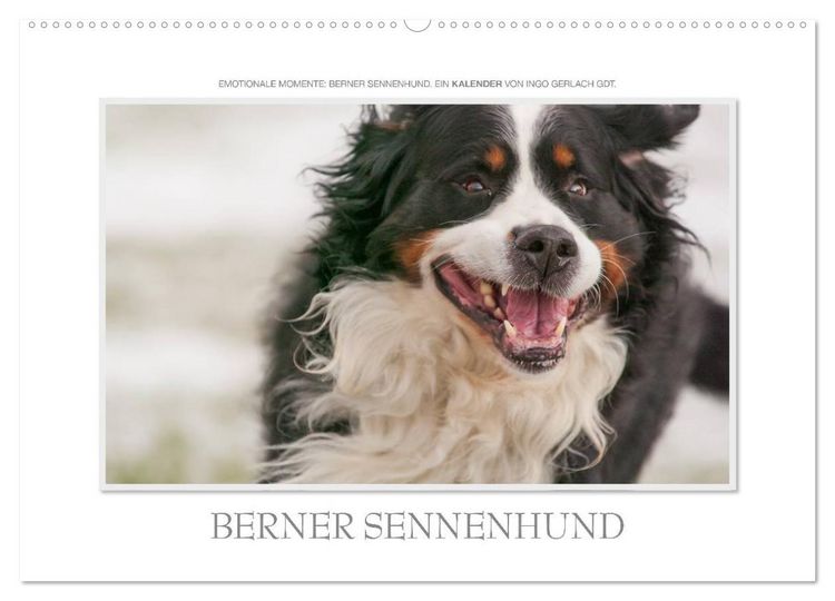 Produktbild: Emotionale Momente: Berner Sennenhund. (Wandkalender 2026 DIN A2 quer), CALVENDO Monatskalender